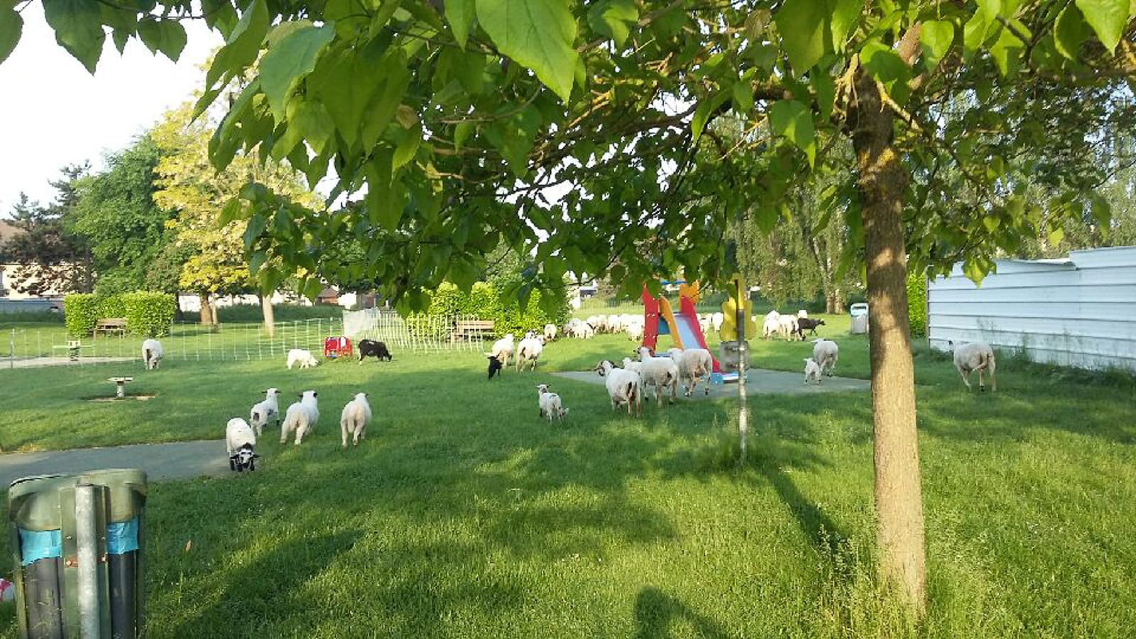 moutons jeux d'enfants Vauboyen le 25 mai 2018®Olivier Marcouyoux